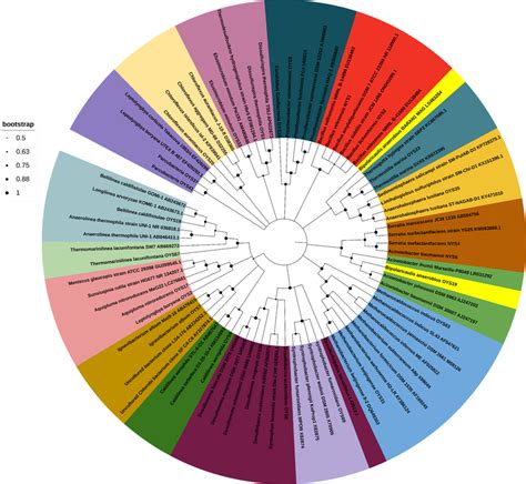 mega 11 download|mega 11 phylogenetic tree.